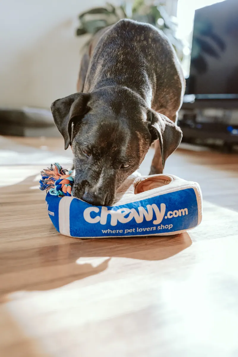 Loja de produtos para pets